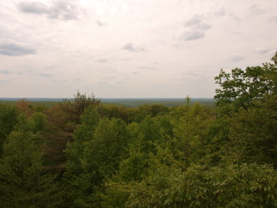 Expansive Forested Land