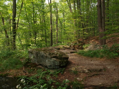 Rocky Hardwood Forest