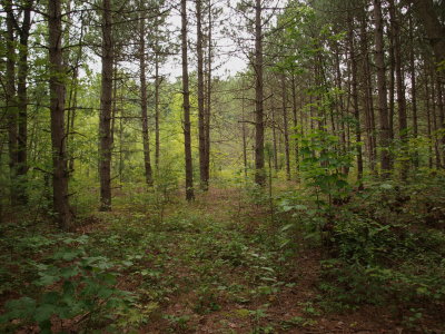 Pine Plantation