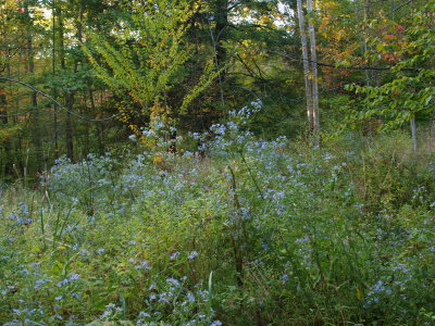 Forest Edge with Purple-Stemmed Aster