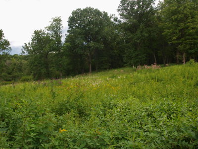 Relict Prairie with Culver's Root