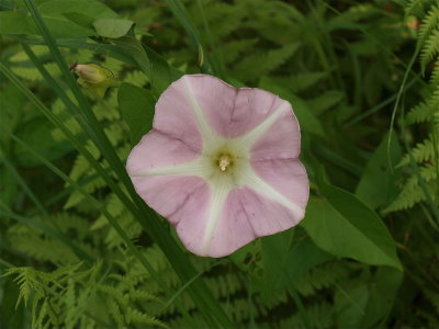 Calystegia sepium (Hedge Bindweed)