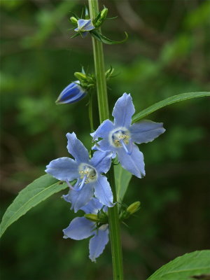 Campanula americana (Tall Bellflower)