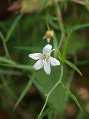 Campanula aparinoides (Bedstraw Bellflower)