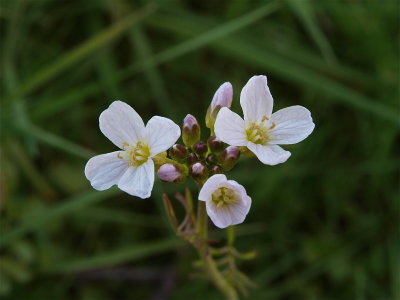 Cardamine pratensis (Cuckoo-Flower)