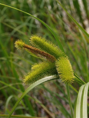 Carex comosa (Long-Haired Sedge)