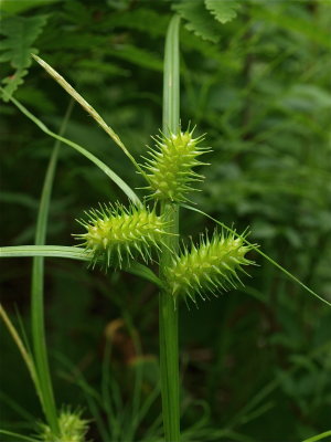 Carex lurida (Shallow Sedge)