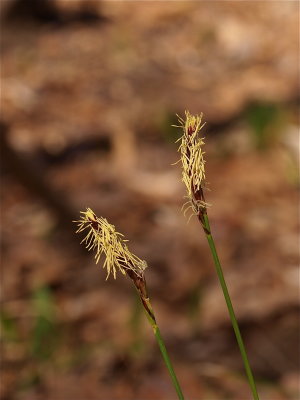 Carex pensylvanica (Pennsylvania Sedge) - Male Flowers