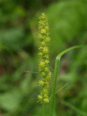 Carex vulpinoidea (Fox Sedge)