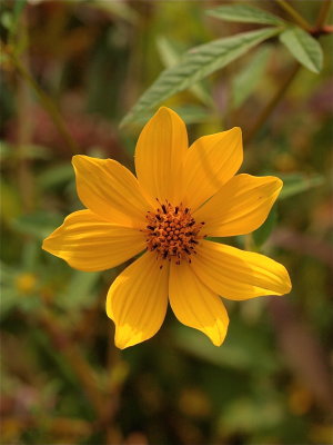Bidens trichosperma (Northern Tickseed-Sunflower)