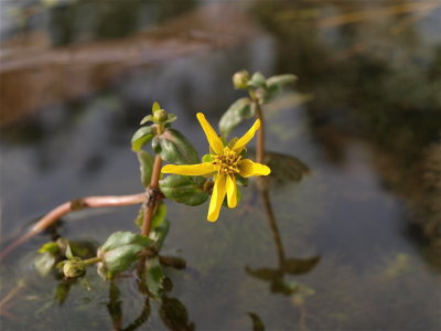 Bidens beckii (Beck's Water-Marigold)