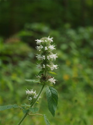 Blephilia hirsuta (Hairy Wood Mint)