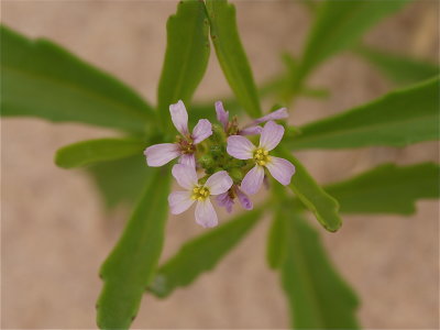 Cakile edentula (Sea-Rocket)