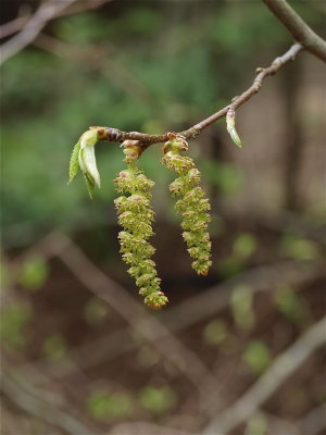 Carpinus caroliniana (Ironwood)