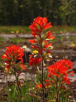 Castilleja coccinea (Indian Paintbrush) - Scarlet Bracts