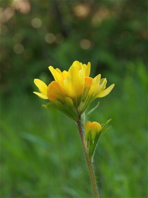 Castilleja coccinea (Indian Paintbrush) - Yellow Bracts