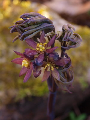 Caulophyllum giganteum (Early Blue Cohosh)