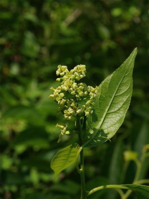 Celastrus scandens (American Bittersweet)