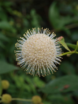 Cephalanthus occidentalis (Buttonbush)