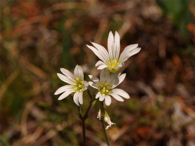 Cerastium arvense (Field Chickweed)