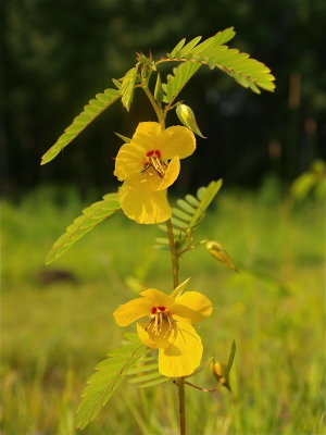 Chamaecrista fasciculata (Partridge-Pea)