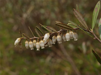 Chamaedaphne calyculata (Leatherleaf)