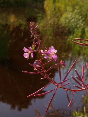 Chamerion angustifolium (Fireweed)