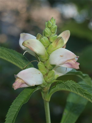 Chelone glabra (White Turtlehead)