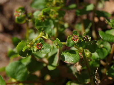 Chrysosplenium americanum (Golden Saxifrage)