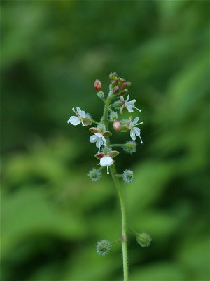 Circaea lutetiana (Broad-Leaved Enchanter’s Nightshade)