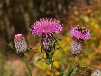 Cirsium muticum (Swamp Thistle)