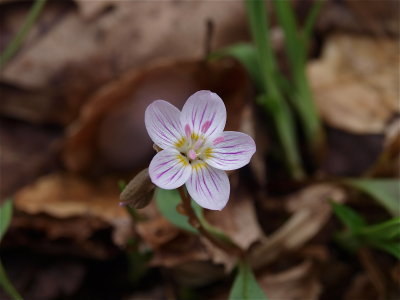 Claytonia caroliniana (Carolina Spring-Beauty)