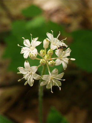 Clintonia umbellulata (White Clintonia)