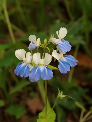 Collinsia verna (Blue-Eyed Mary)