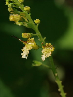 Collinsonia canadensis (Horse-Balm)