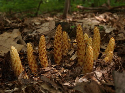 Conopholis americana (Squawroot)