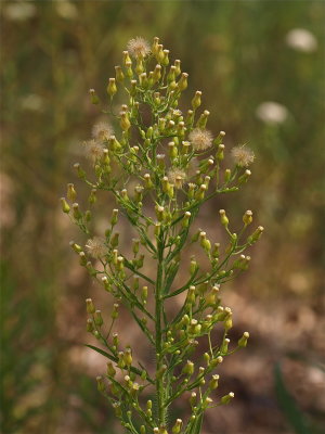 Conyza canadensis (Horseweed)