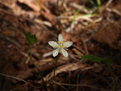 Coptis trifolia (Goldthread)