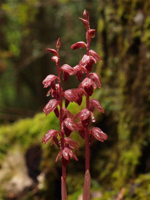 Corallorhiza striata (Striped Coralroot)