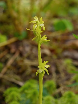 Corallorhiza trifida (Early Coralroot)