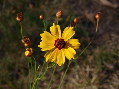 Coreopsis tinctoria (Garden Tickseed)