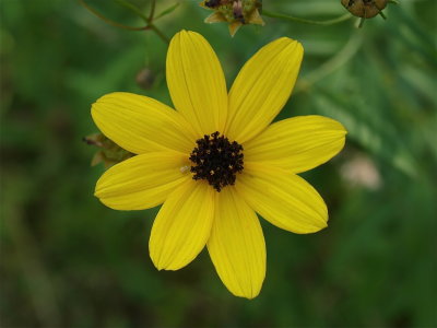 Coreopsis tripteris (Tall Tickseed)