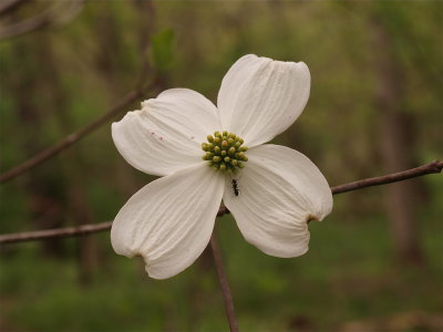 Cornus florida (Flowering Dogwood)