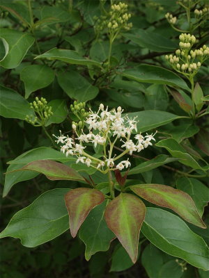 Cornus racemosa (Panicled Dogwood)