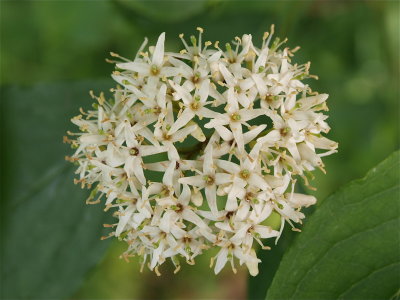 Cornus sericea (Red-Osier Dogwood)