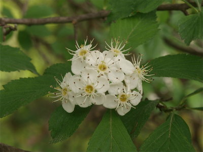 Crataegus species (Hawthorn)