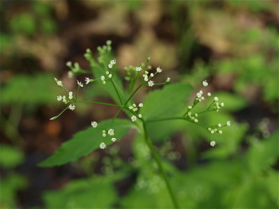Cryptotaenia canadensis (Honewort)