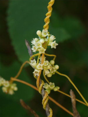 Cuscuta species (Dodder)