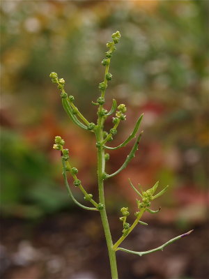 Cycloloma atriplicifolium (Winged Pigweed)
