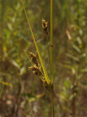Cyperus schweinitzii (Sand Flat Sedge)